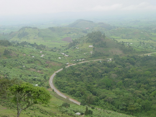 Six primate species in Kalinzu Forest